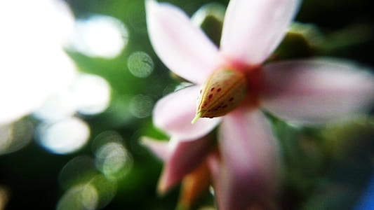 Pink 5 Petaled Flower Focused Photography thumbnail