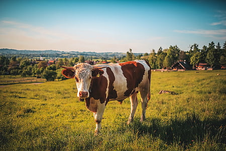 white and brown cattle standing on grass field at daytime thumbnail