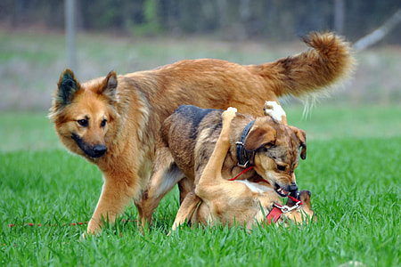 adult tan German shepherd with two short-coated tan puppies on grass field thumbnail