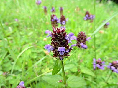 Ordinary Brunelle, Prunella Vulgaris thumbnail