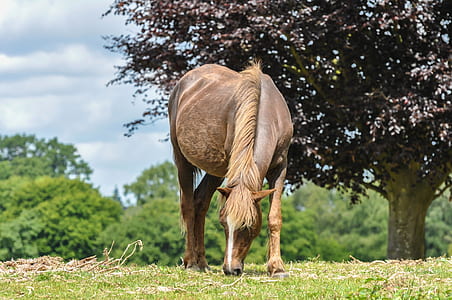 brown horse grazing near tree thumbnail