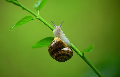 close up photograph of shell on green plant thumbnail