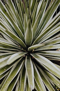 Plants of Portugal thumbnail