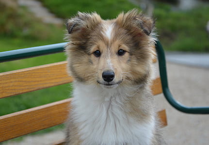 adult white and brown rough collie thumbnail
