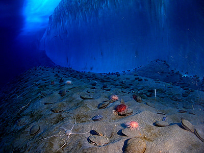 assorted-color sea urchins underwater thumbnail