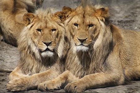 close up photography of two brown lions thumbnail