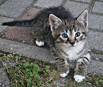 black tabby kitten on gray concrete pathway thumbnail