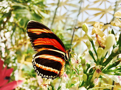 Selective Focus Photograph of Black and Yellow Butterfly thumbnail