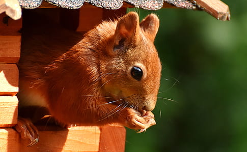 squirrel on brown wooden frame thumbnail