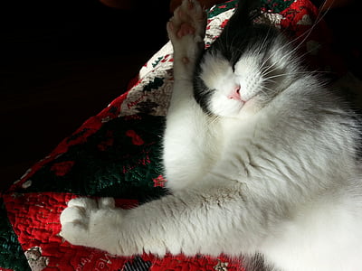 short-coated white and grey cat thumbnail