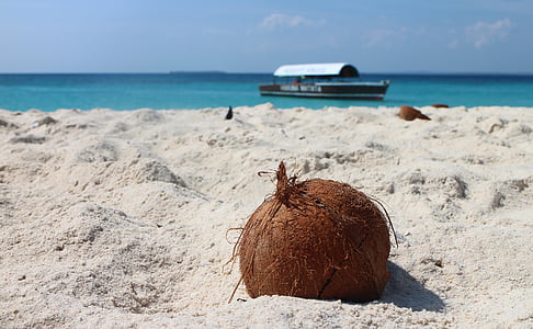 shallow focus photography of coconut during daytime thumbnail
