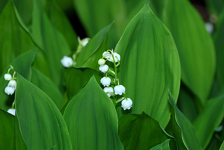 close shot of white flowers thumbnail