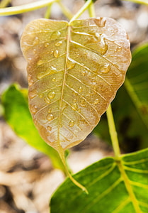 Young Bodhi Leaf, Bodhi Leaf thumbnail
