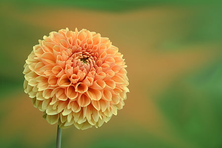focused photo of yellow flower thumbnail