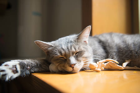 Gray and White Short Coated Cat on Brown Wooden Table Top thumbnail