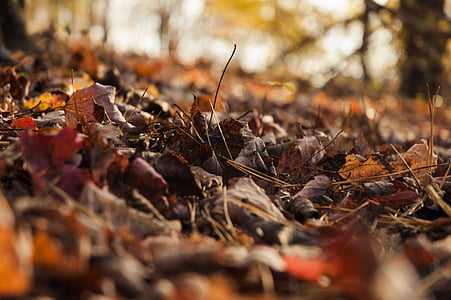 low angle photography of leaves on ground thumbnail