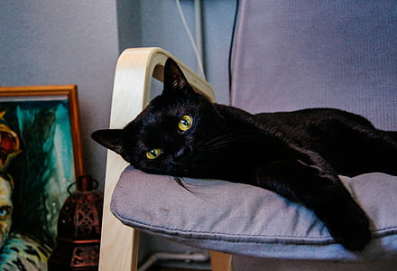 closeup photo of short-fur black cat lying on purple cushion in room thumbnail