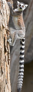 white and brown ring-tailed lemur on brown wooden tree trunk thumbnail