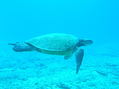 gray turtle swimming thumbnail