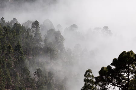green forest trees covered with fog thumbnail