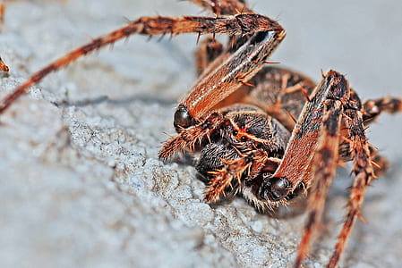 macro photograph of brown and black spider on white surface thumbnail