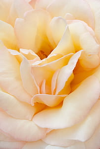 white rose in bloom thumbnail