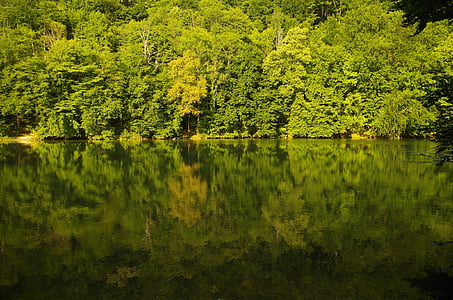 body of water beside trees thumbnail
