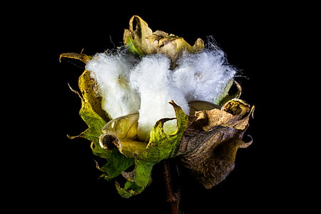 green flower thumbnail