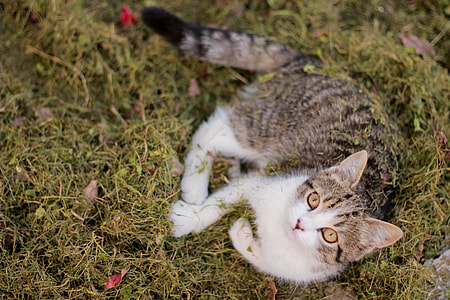 brown and white cat on grass field thumbnail