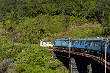 forest, rails, train, trees thumbnail