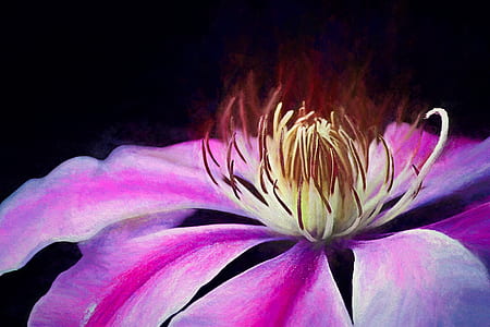 micro-photography of pink and yellow clematis thumbnail