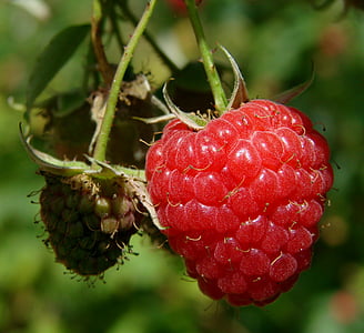 shallow focus photography of red fruit thumbnail