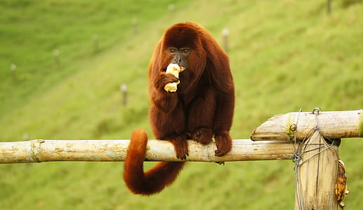 monkey on wood thumbnail
