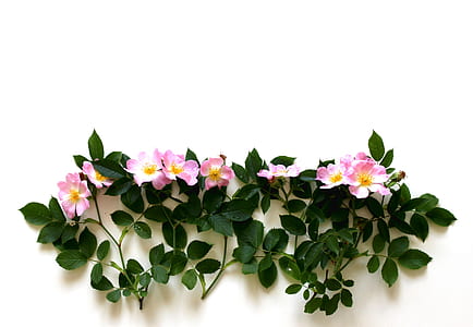 pink flowers with white background thumbnail