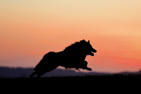 silhouette photography of animal thumbnail