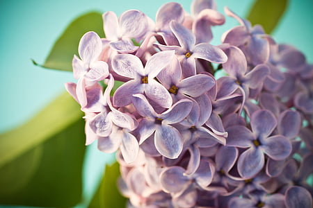 close-up of purple lilac flower in bloom thumbnail