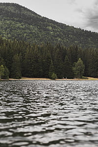 green leafed trees near body of water under the gray sky thumbnail