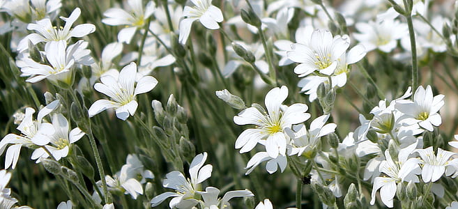white flowers with green leaves thumbnail