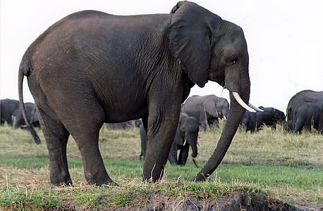 black elephant thumbnail