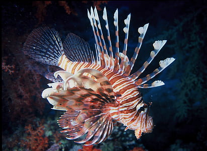 orange and black fish thumbnail