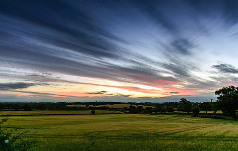 grass field during golden hour thumbnail