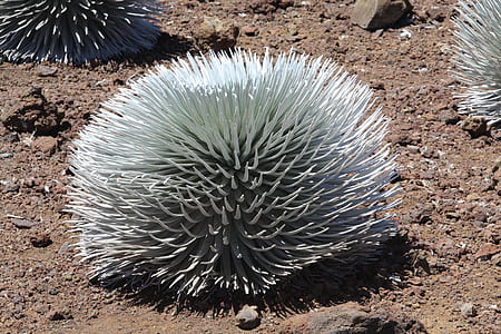 white cactus thumbnail