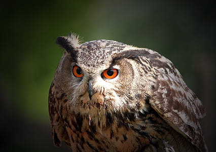 brown and white owl thumbnail