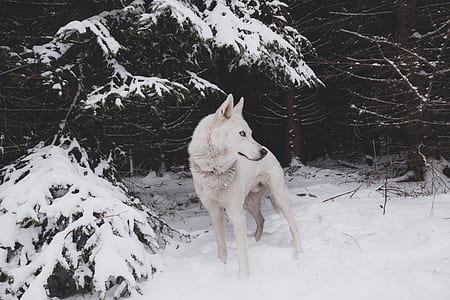 adult white Siberian husky standing on snow at daytime thumbnail
