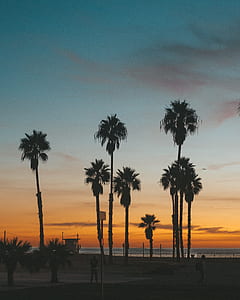 green trees thumbnail