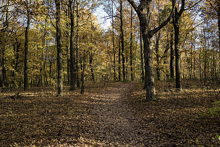 Autumn trees and leaves at Pike Lake State Park, Wisconsin thumbnail