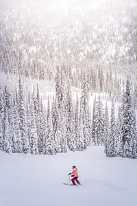 person skiing near pine trees in snow weather thumbnail