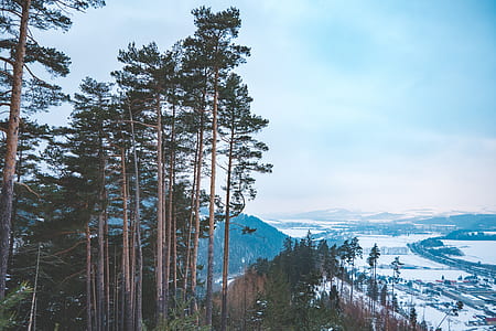 aerial view photography of trees during daytime thumbnail