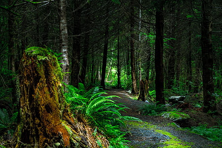 gray dirt pathway in the middle of the forest thumbnail