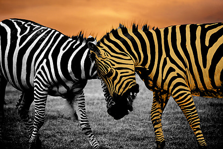 brown and white zebras thumbnail